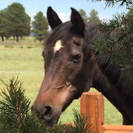 Photo of Eli Lashlee